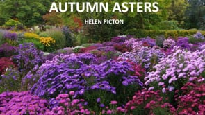 Asters, with Helen Picton