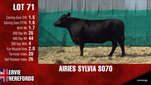 Lot #71 - AIRIES SYLVIA S070