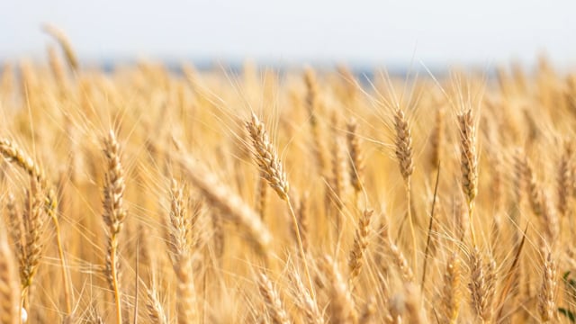 Come una spiga di grano