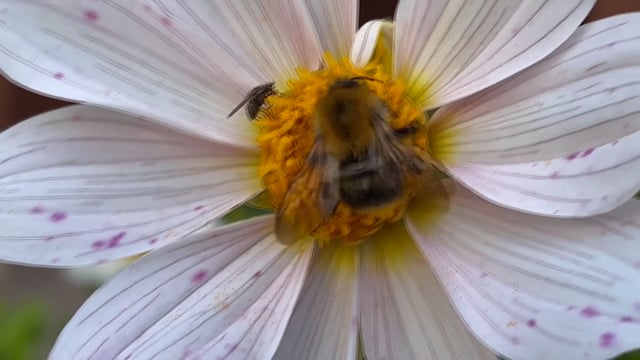 Flower, Insects, Collecting Nectar. Free Stock Video - Pixabay