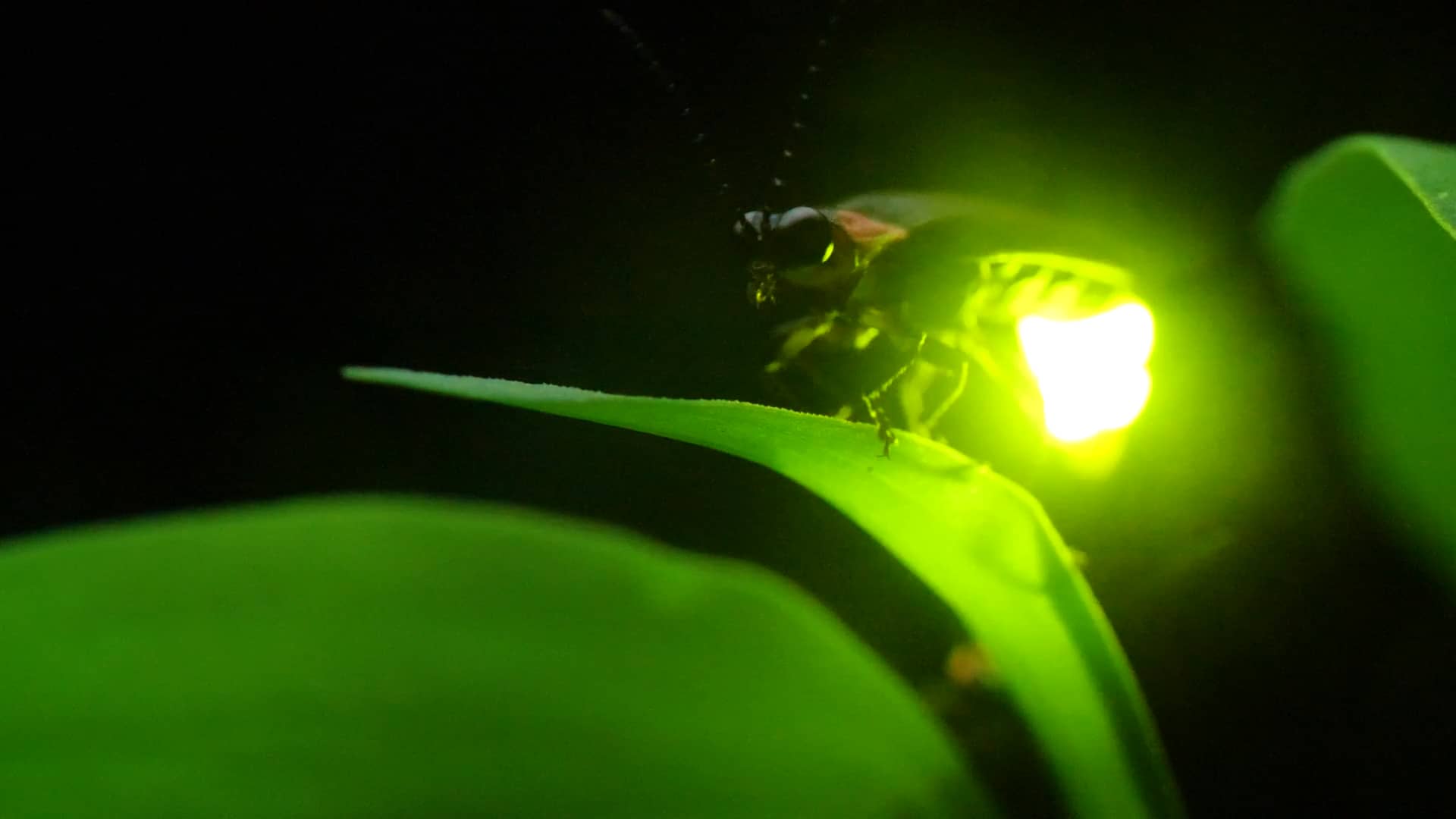 Light of the World on Vimeo