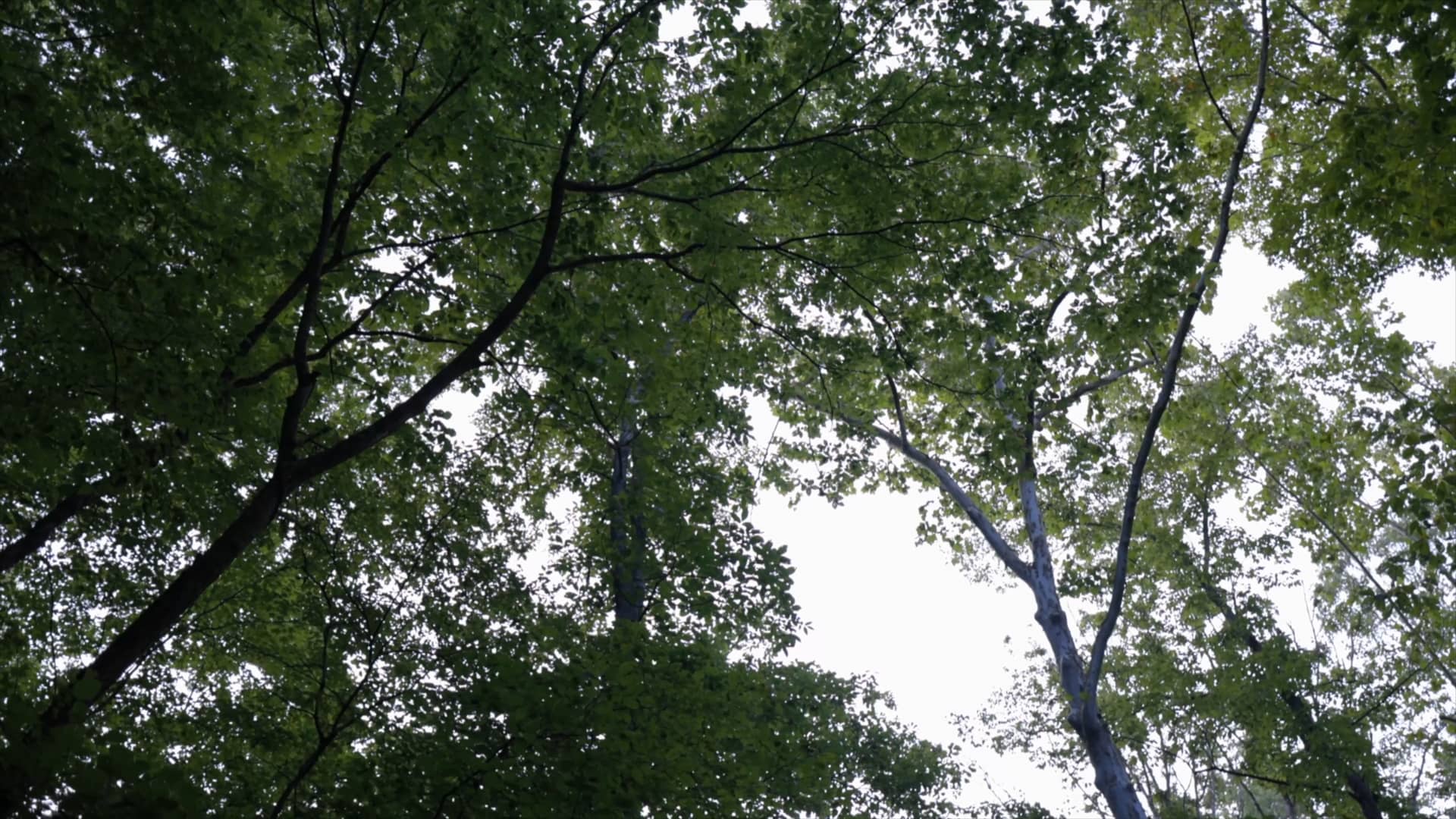 5655 Smiley Hollow Rd Goodlettsville, TN 37072 on Vimeo