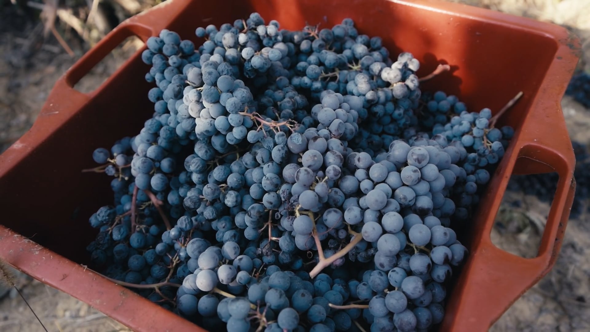 La Vendemmia 2022 | Harvest 2022