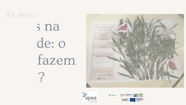 70 FRASES sobre PÁSSAROS e natureza