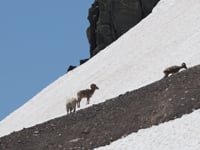 Newswise:Video Embedded goats-and-sheep-battle-in-climate-crisis