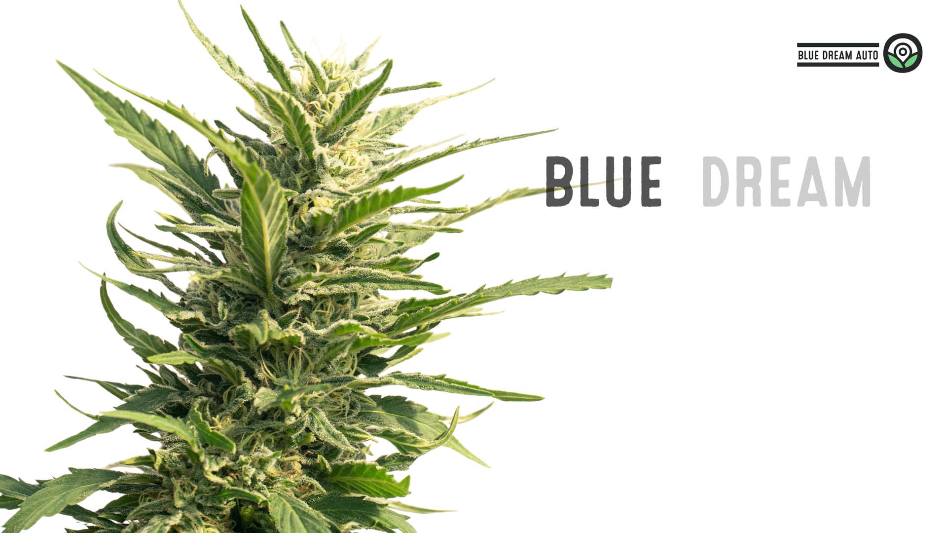 Blue Dream Autoflower Cannabis Seeds