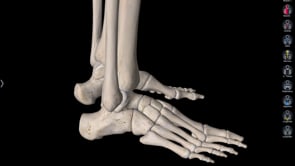  Cuboid Bone Self Reset