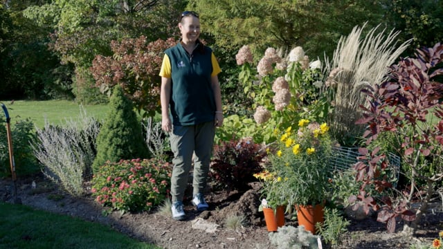 Fall Planting – How & When to Plant Perennials, Trees, Shrubs, and Mums