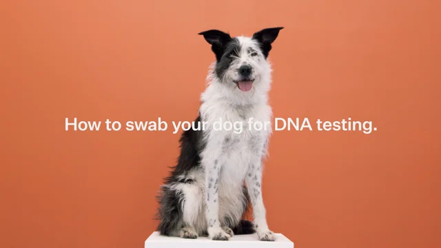 Dog dna test hot sale pets at home