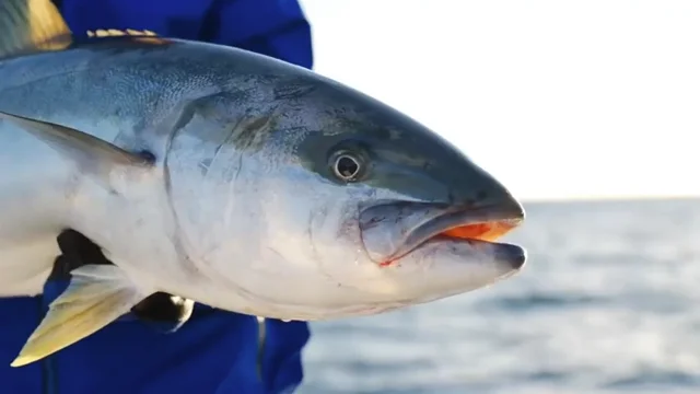 Daiwa Saltiga Medium Light Kingfish Casting Fishing Combo