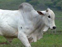 Lote 40