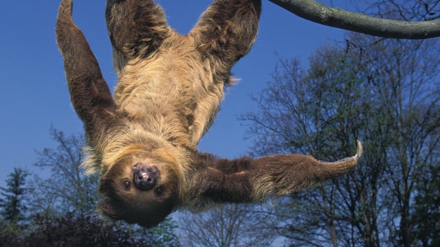 The slow-motion and high-canopy life of the sloth | One Earth