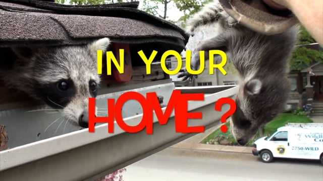 Critter Guard Rodent and Wildlife Removal