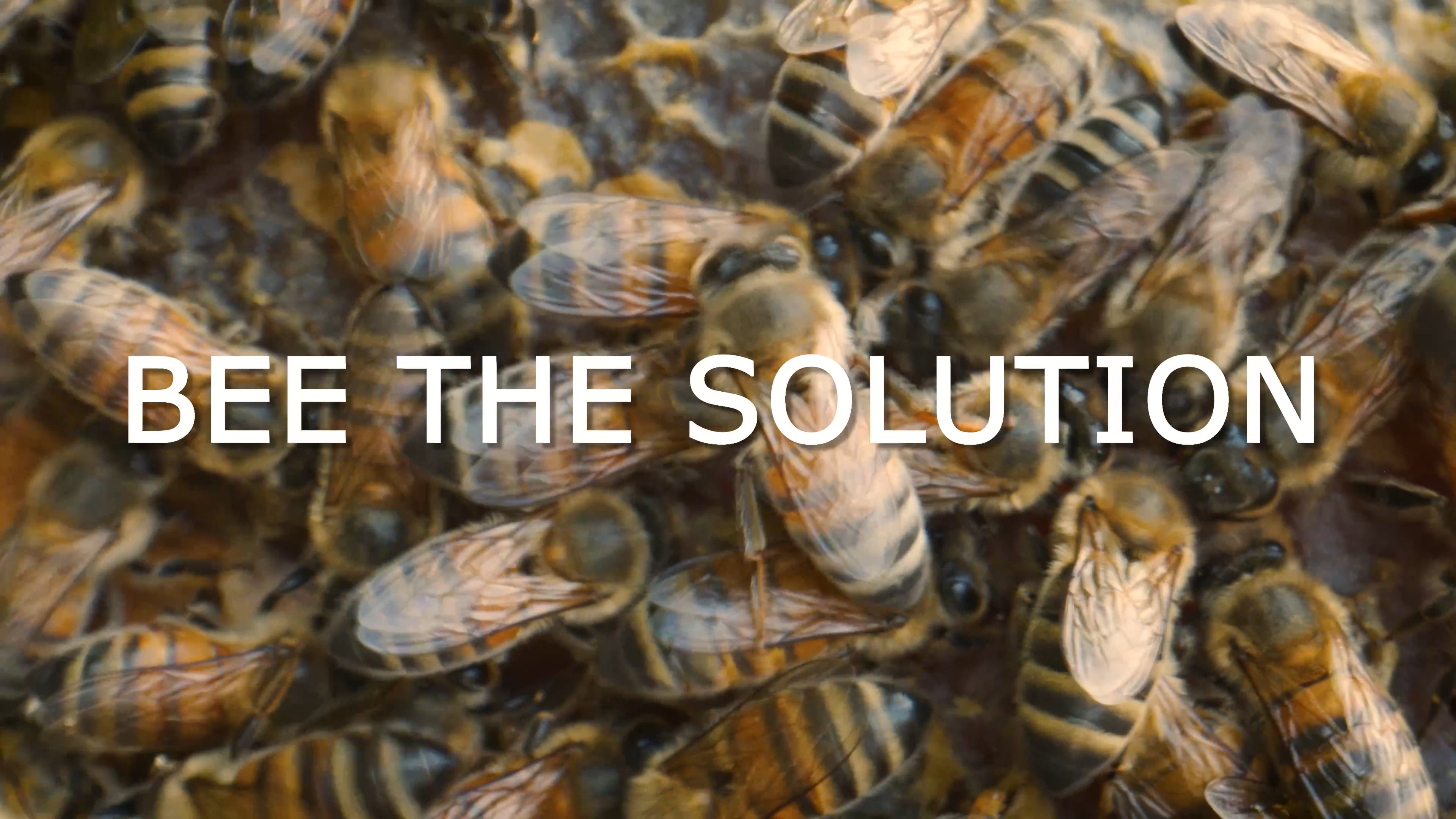 Bee The Solution on Vimeo