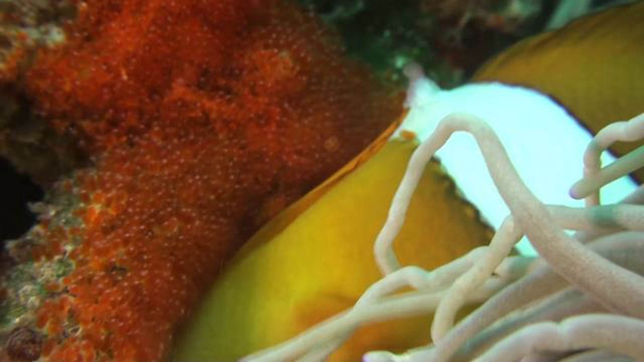 Clark's Anemonefish Fertilising Eggs