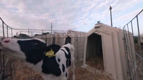 iAnimal: The Dairy Industry in 360 Degrees | Animal Equality UK Investigation with Evanna Lynch