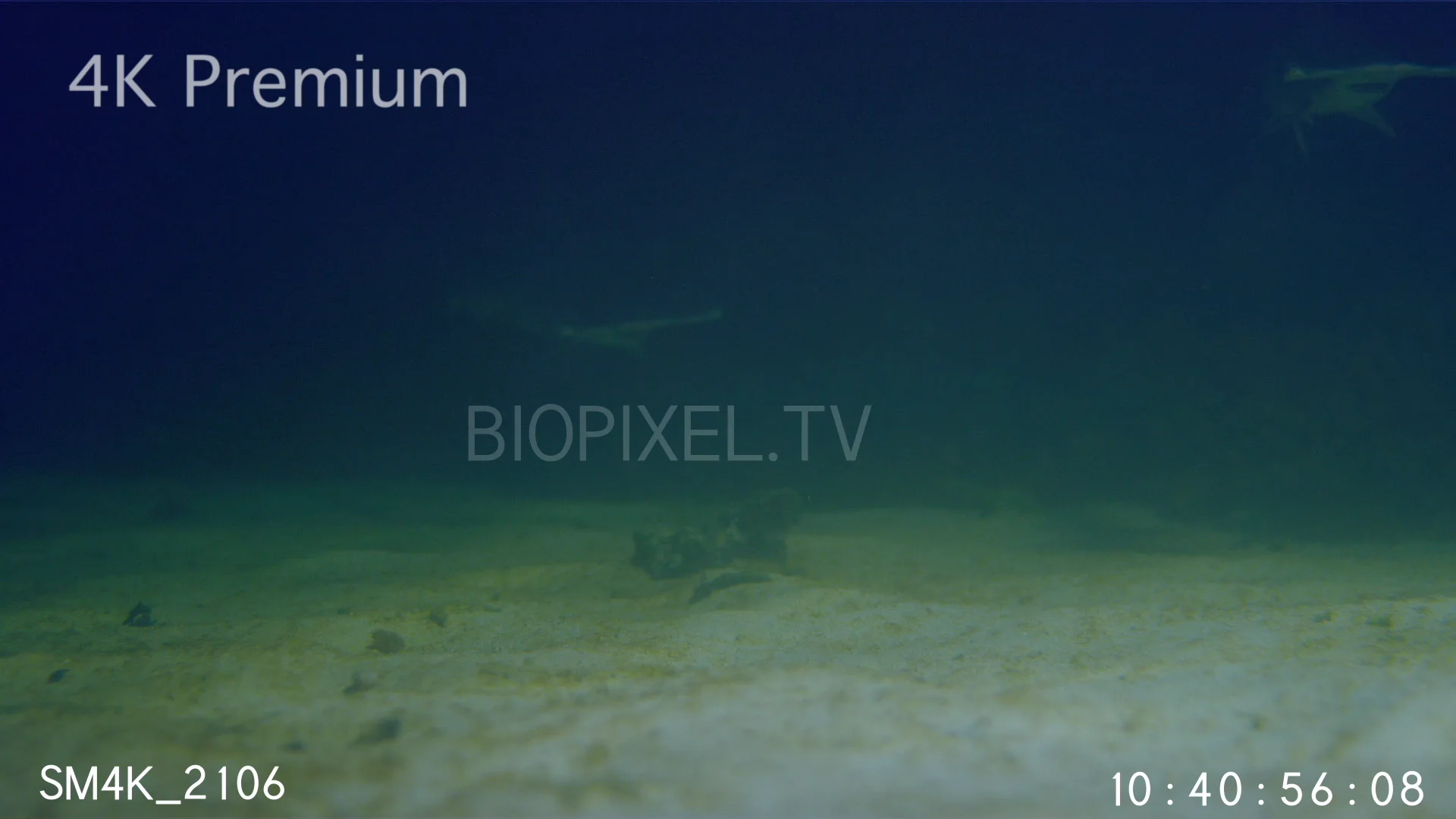 high-speed-baby-hammerhead-shark-feeding-at-night-slow-motion-240