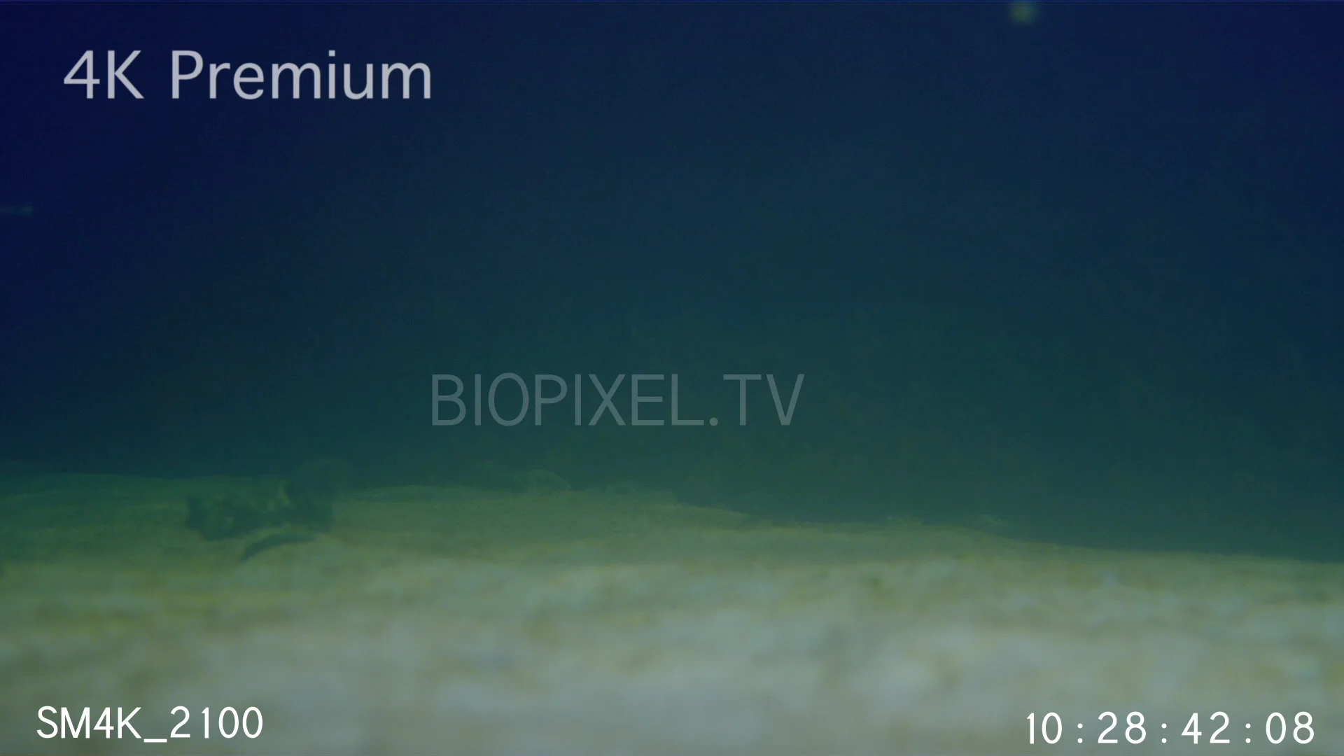 shark-feeding-baby-hammerhead-shark-feeding-at-night-slow-motion-240