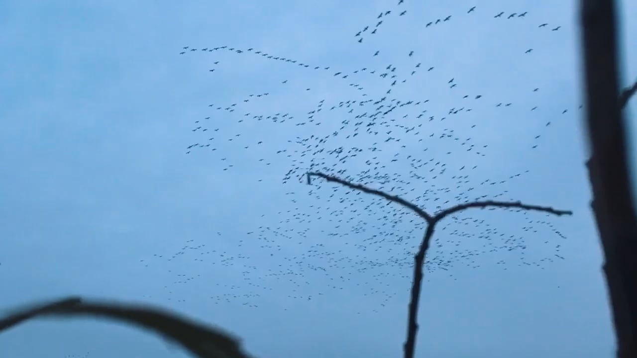Mallard Ducks