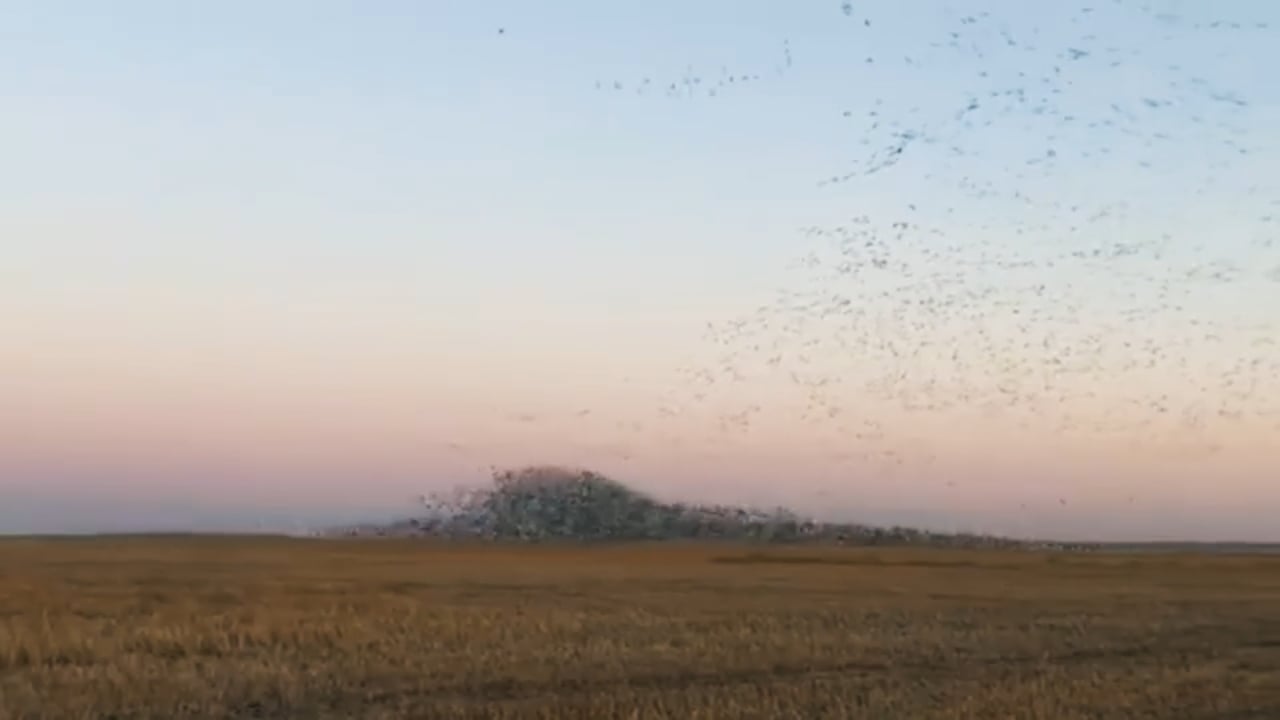 Thousands of Pintails