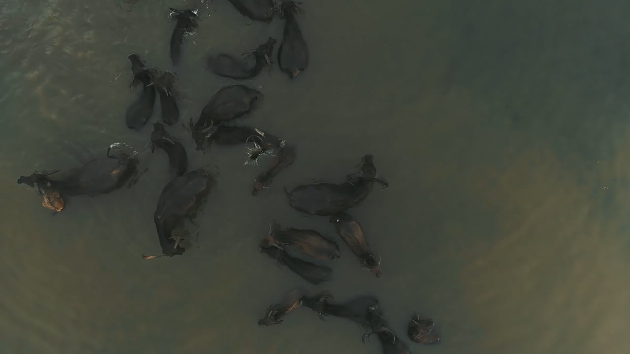 Water Buffalo