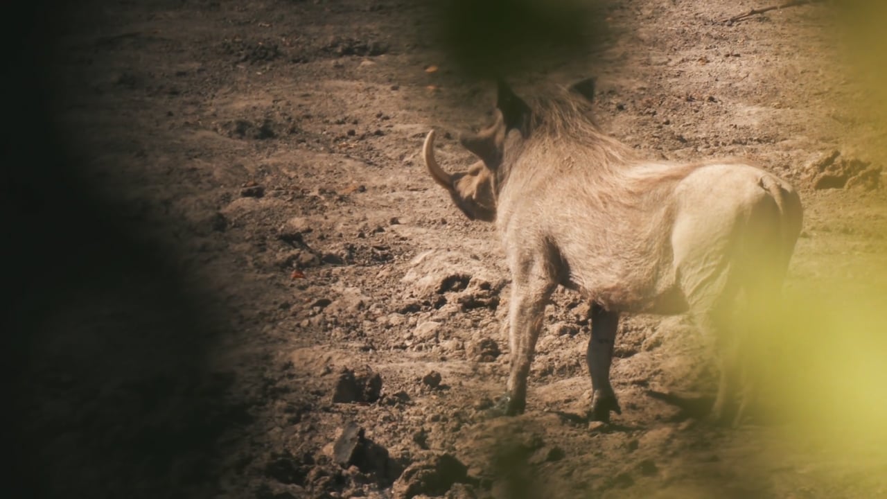 Big Warthog