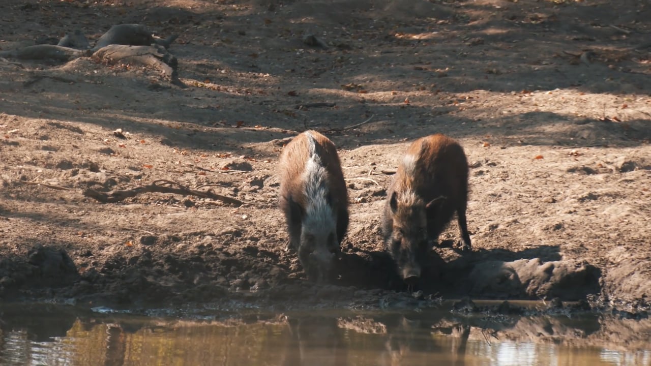 Bushpig Couple