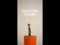 Cuidados Sansevieria Trenzada