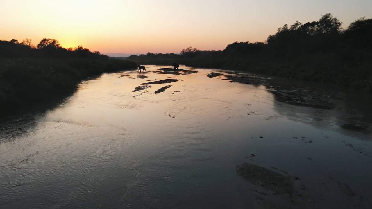 Elephants at sunrise