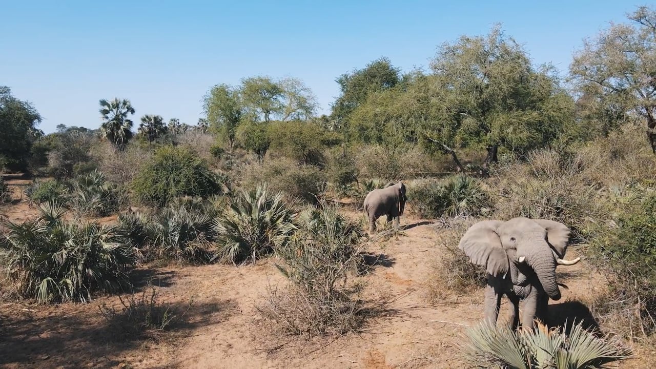 Elephant cautious