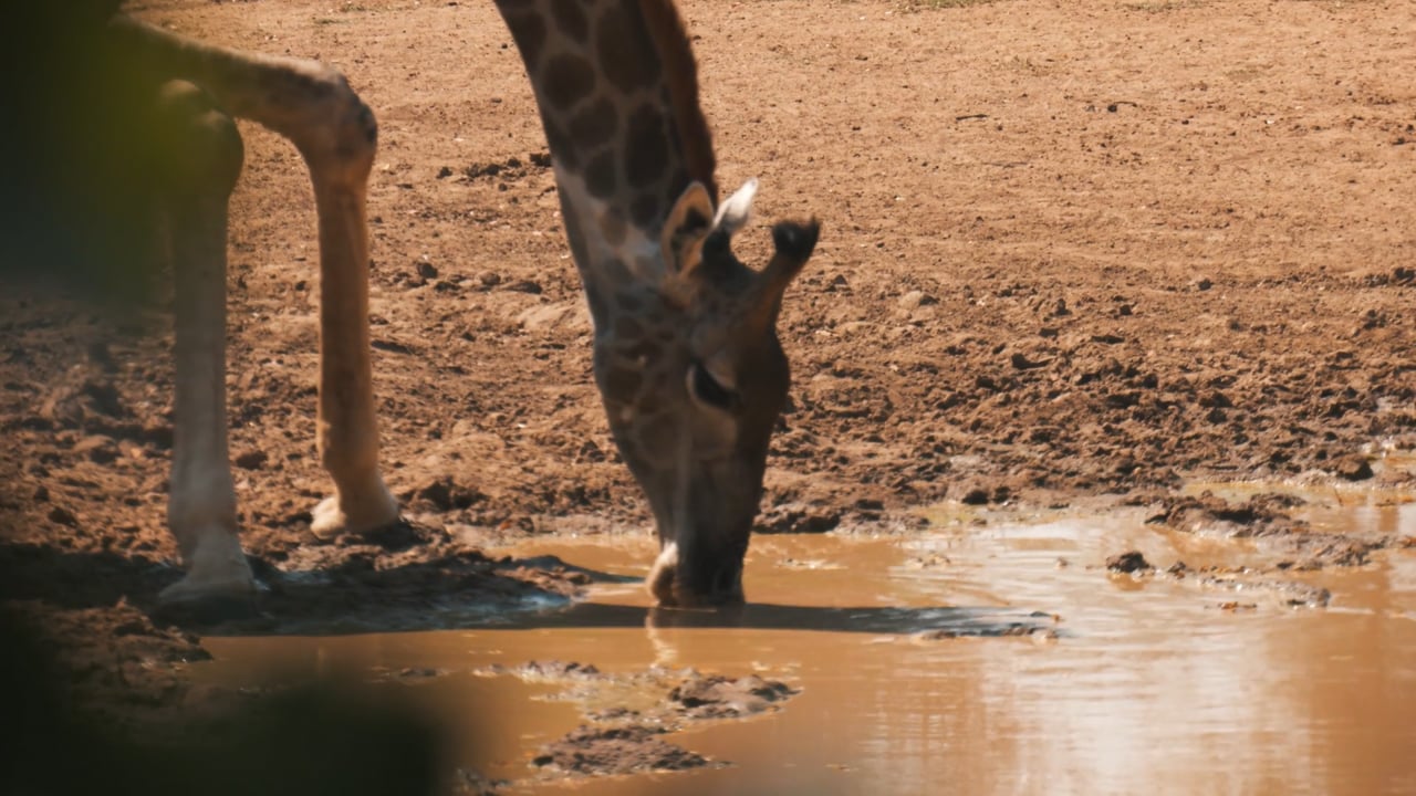 Giraffe Drink