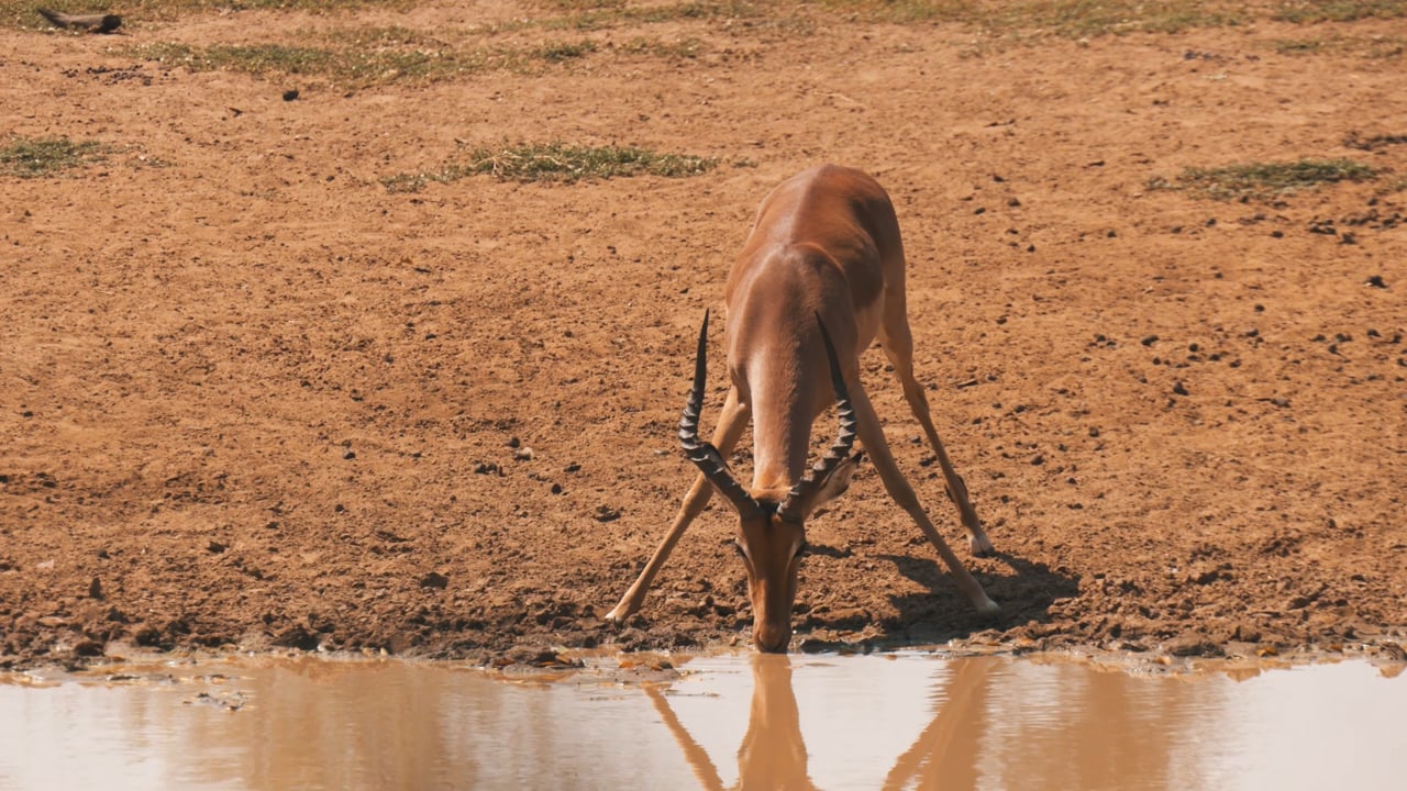 Impala drinks