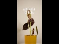 Cuidados Alocasia Cuprea