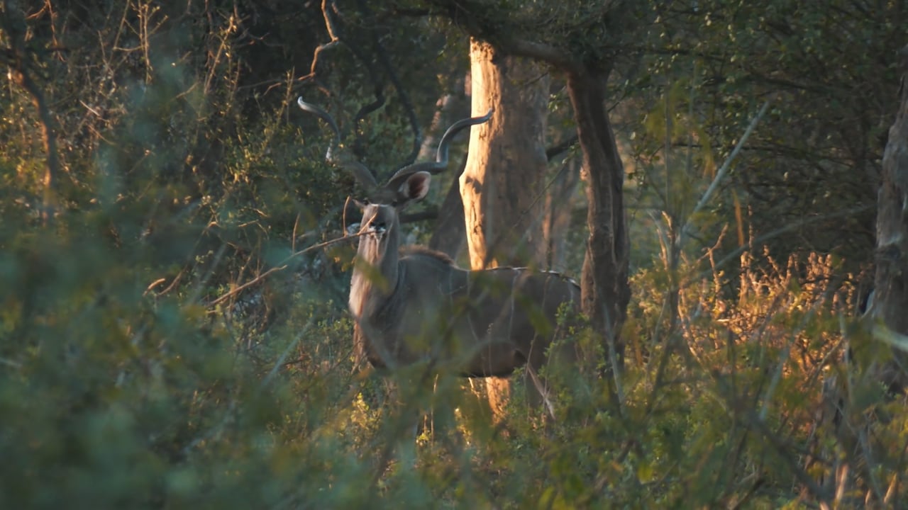 Wide Kudu Bull