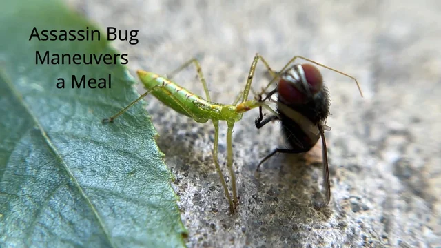 Assassin Bugs  University of Maryland Extension