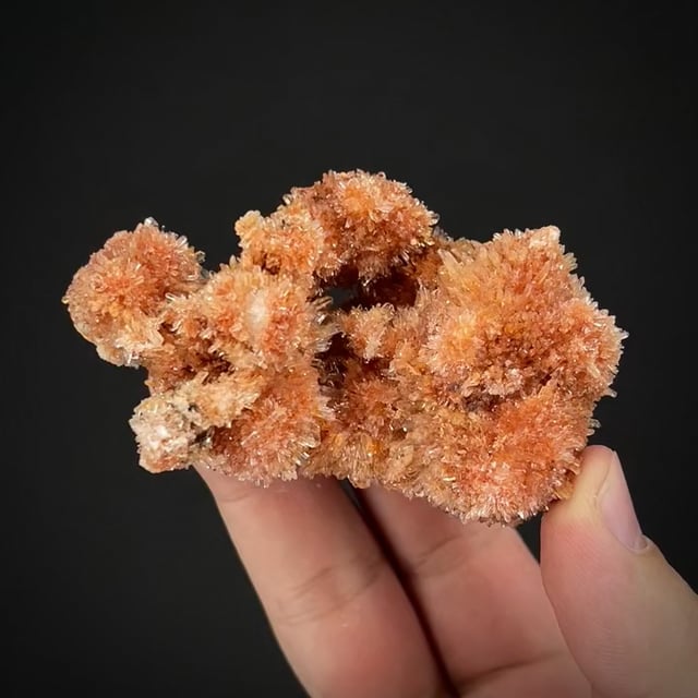 Creedite (Mushlitz Coll.)