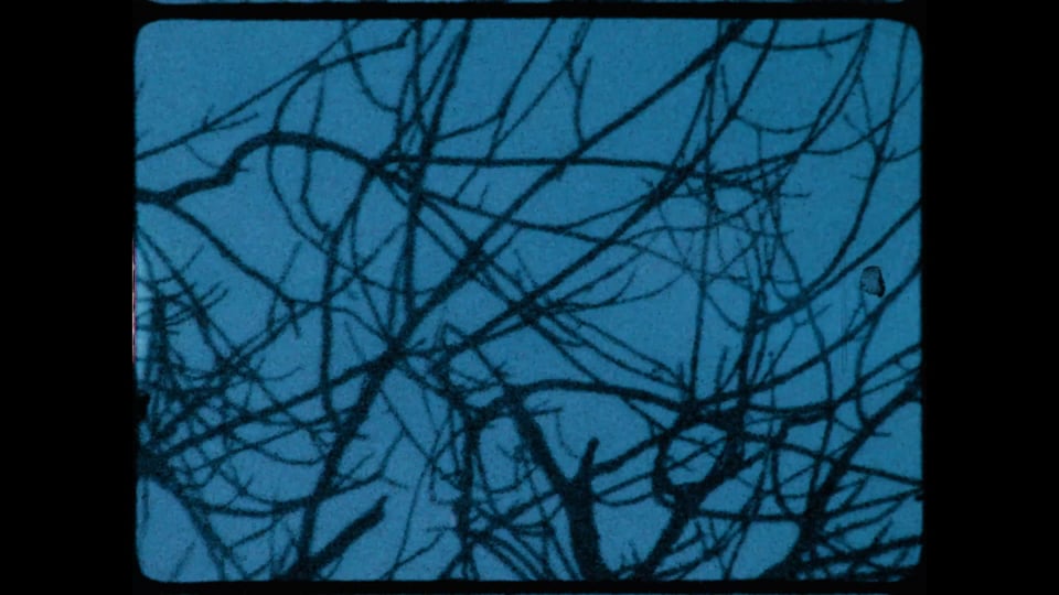 kauaʻi ʻōʻō