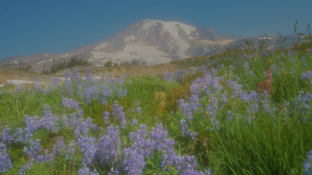 Dreamy Mountain Wildflowers