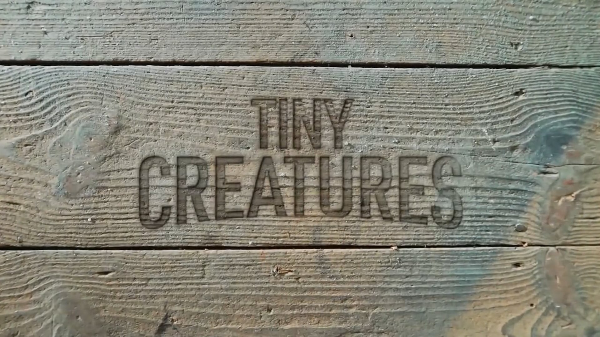 Tiny Creatures Promo.mp4