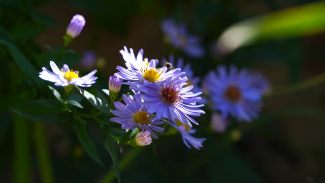 Beautiful Insect Purple Bee, Insects, Purple Flower. Free Stock Video - Pixabay