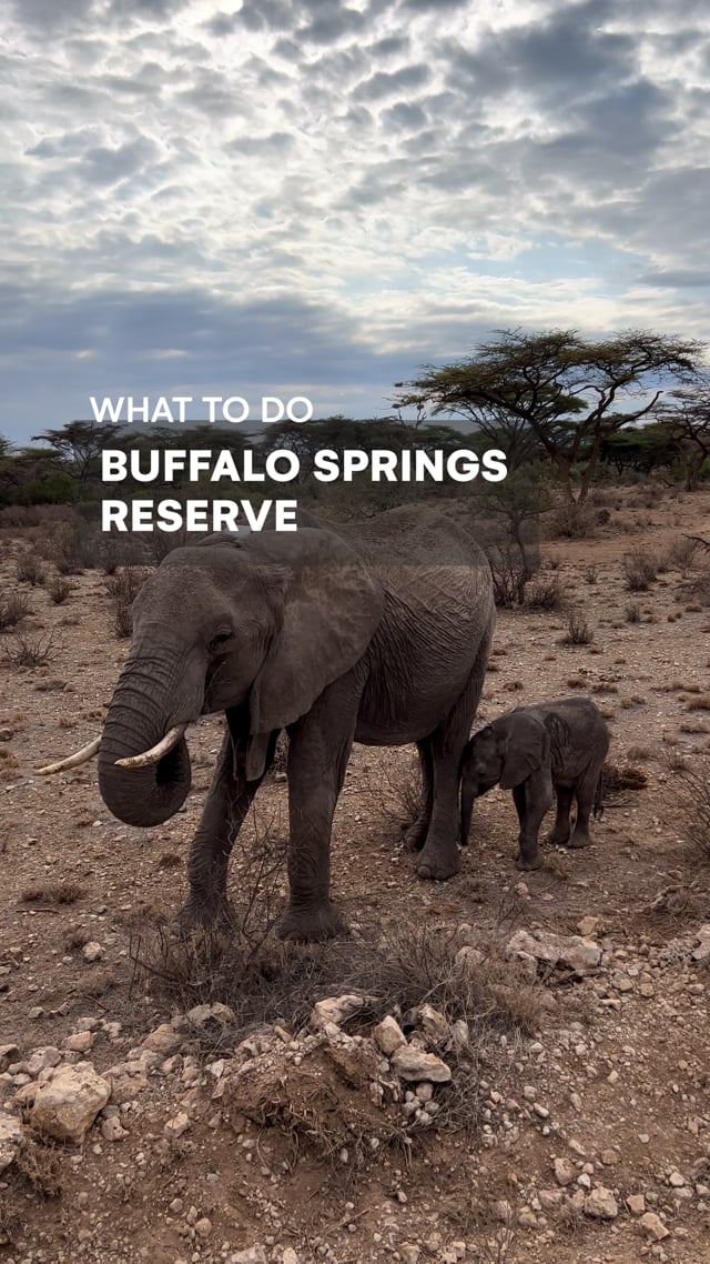 Buffalo Springs Reserve - Kenya