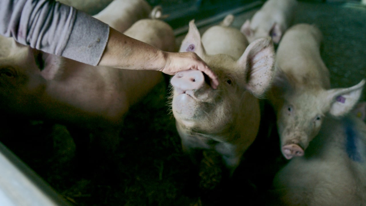 Vorschaubild von Bucher