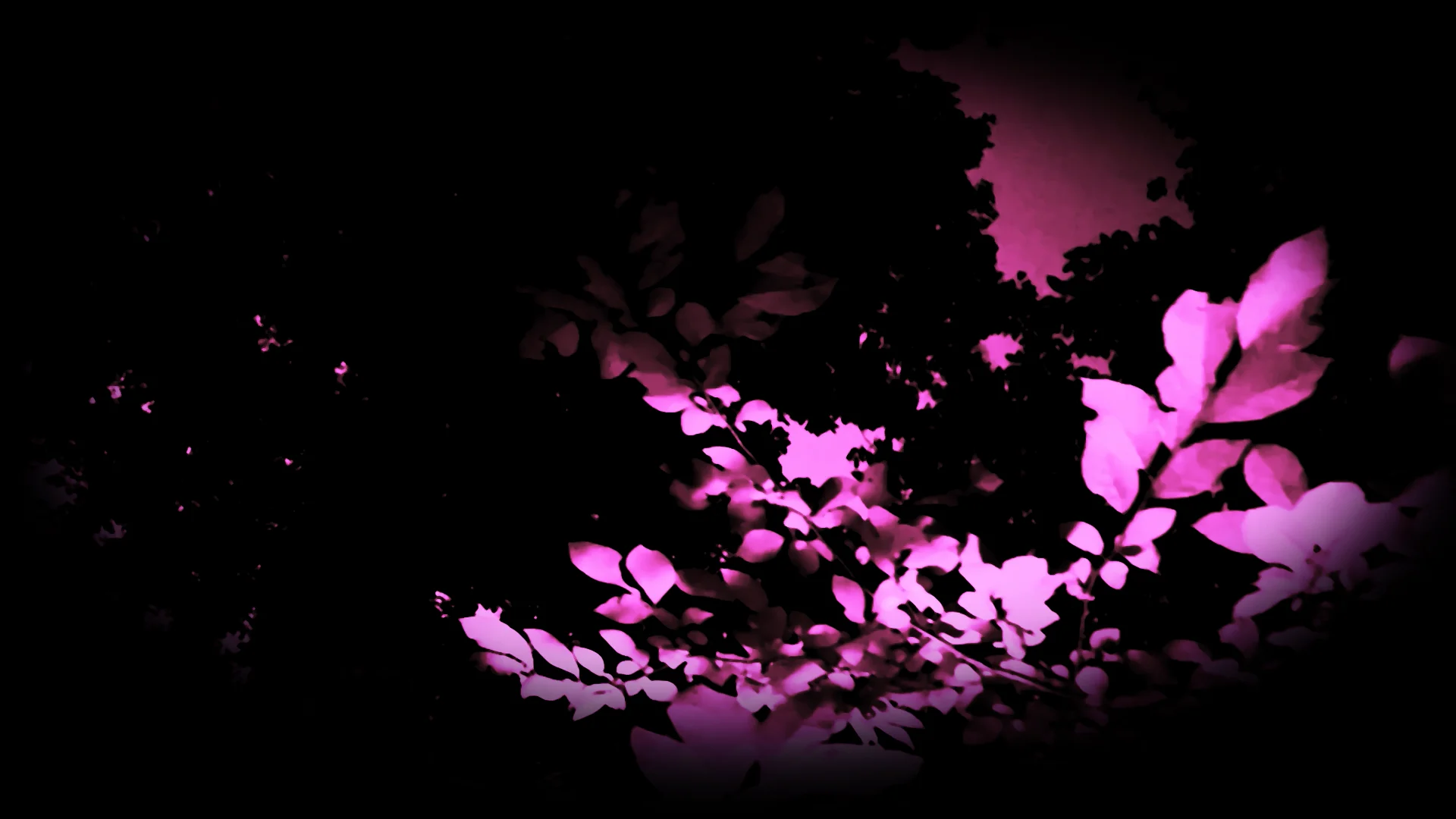 The Soft Pink Truth