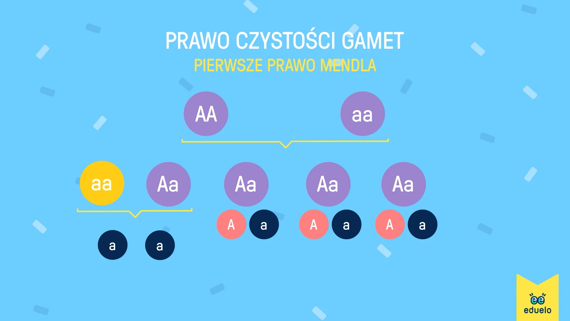 Mechanizmy Dziedziczenia Zadanie 3 Sprawdzian Allele i dziedziczenie cech - Biologia, Klasa V - VIII - Eduelo on Vimeo