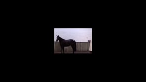 GORTERMONE COLANDRO CRUISE - Goresbridge Horse Sales