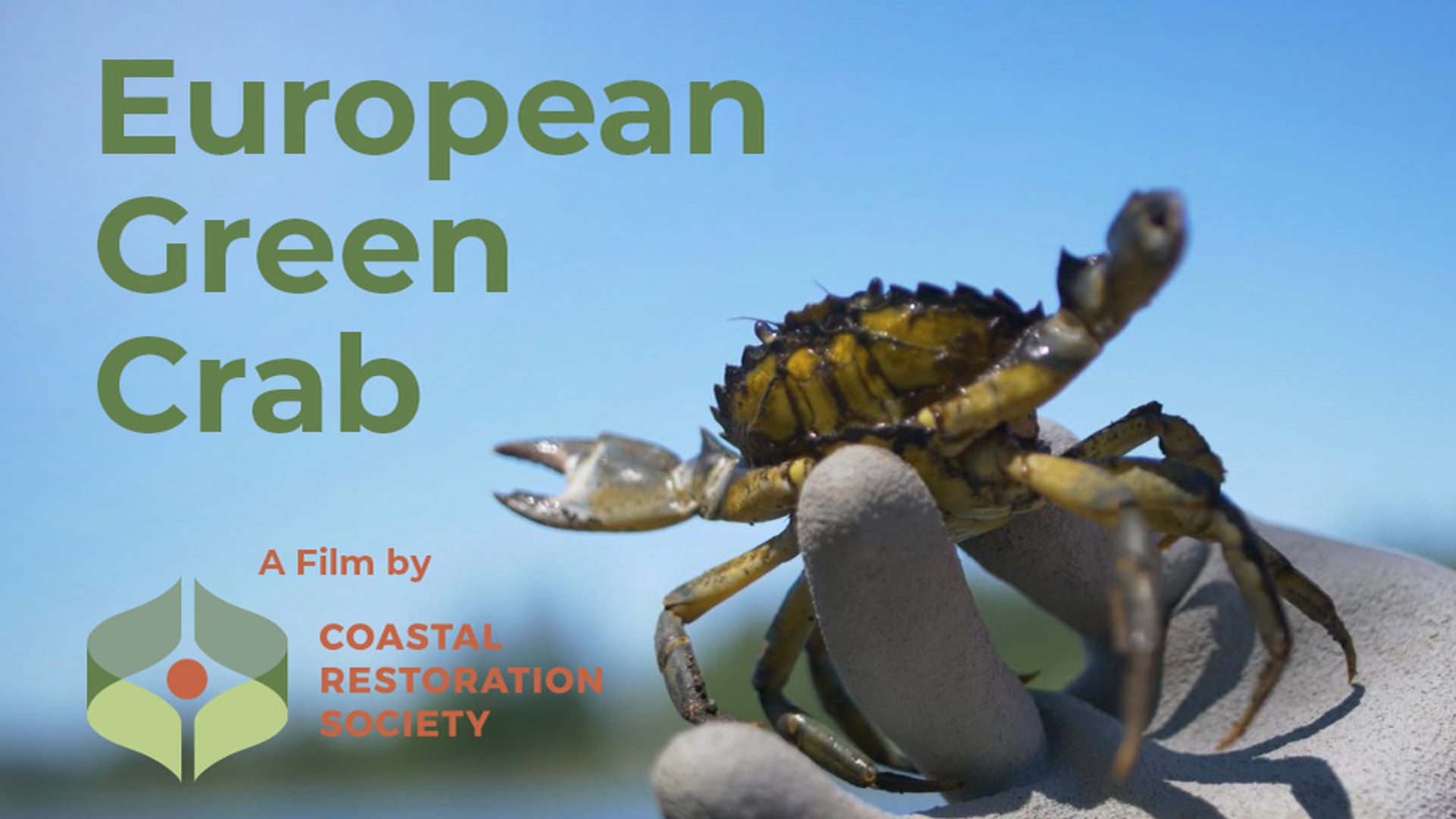 European Green Crab | The Biggest Threat to Wild Salmon You've Never Heard of