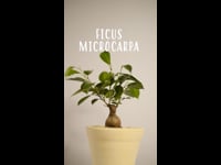 Cuidados Ficus Microcarpa