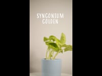 Cuidados Syngonium Golden