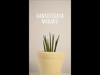 sansevieria mikado VOZ