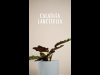 Cuidados Calathea Lancifolia